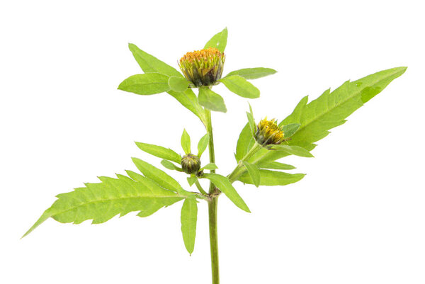 Three-lobe beggarticks (Bidens tripartita) isolated on white background. Medicinal plant