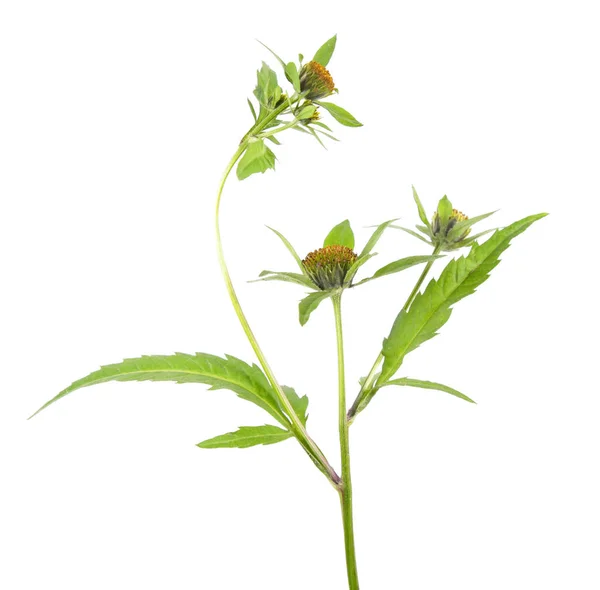 Three-lobe beggarticks (Bidens tripartita) isolated on white background. Medicinal plant — Stock Photo, Image