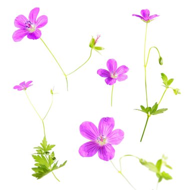 Marsh beyaz arka plan üzerinde izole Cranesbill (Sardunya palustre) pembe çiçekler