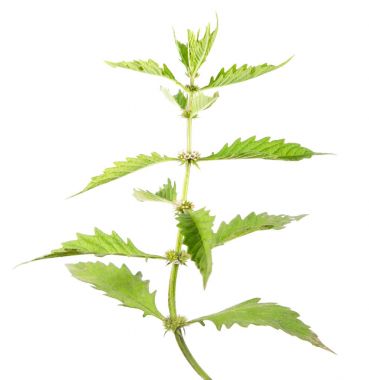 Avrupa bugleweed veya beyaz arka plan üzerinde izole gypsywort (Lycopus europaeus). Tıbbi bitki