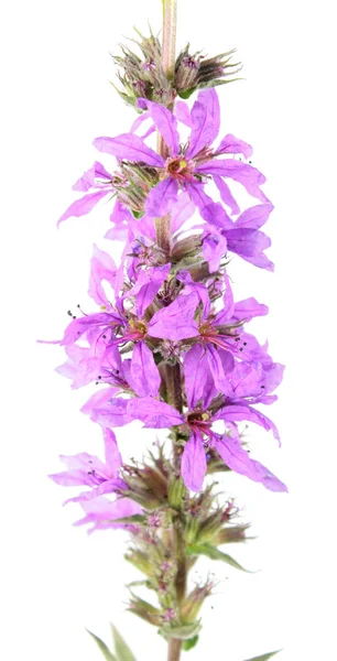 Фиолетовый loosestrife (Lythrum salicaria) изолирован на белом фоне. Лекарственное растение — стоковое фото