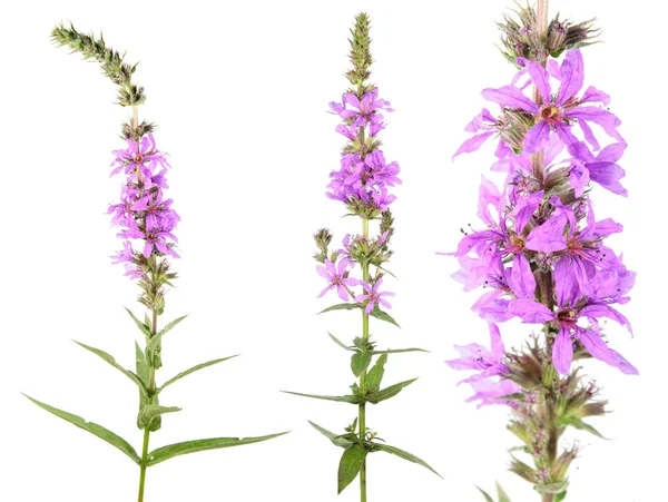 Purple loosestrife (Lythrum salicaria) isolated on white background. Medicinal plant — Stock Photo, Image