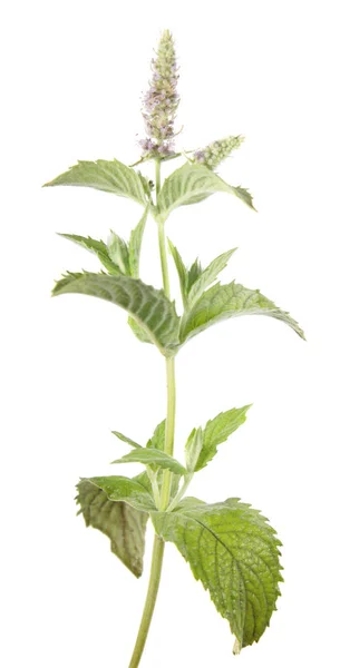 Άλογο μέντα (Mentha longifolia) απομονωμένα σε λευκό φόντο. Φαρμακευτικό φυτό — Φωτογραφία Αρχείου