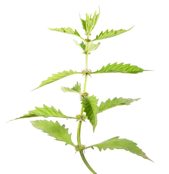 欧洲夏枯草或 gypsywort （泽兰刺猬） 孤立在白色背景上。药用植物 — 图库照片