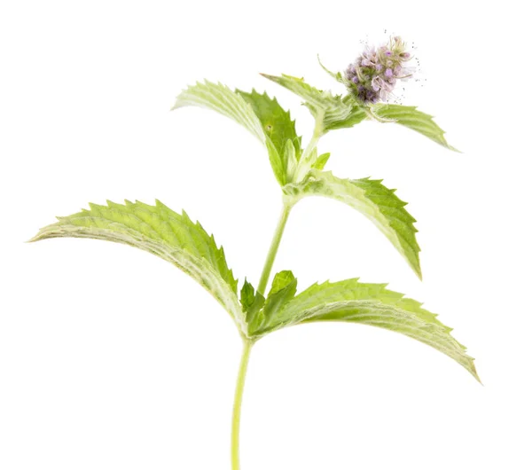 Paard munt (Mentha longifolia) geïsoleerd op een witte achtergrond. Medicinale plant — Stockfoto