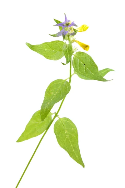 Wood Cow-wheat (Melampyrum nemorosum) isolated on white background. Medicinal plant — Stock Photo, Image