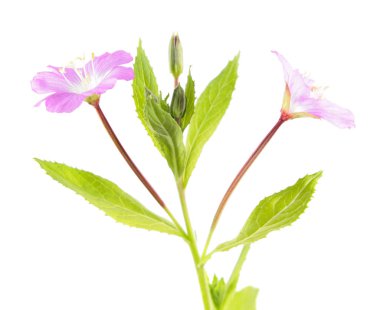 Büyük kıllı willowherb (Epilobium hirsutum) beyaz arka plan üzerinde izole. Pembe çiçekler Close-Up