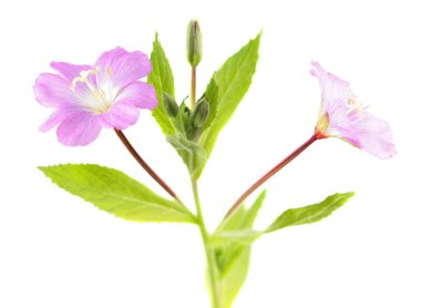 Büyük kıllı willowherb (Epilobium hirsutum) beyaz arka plan üzerinde izole. Pembe çiçekler Close-Up