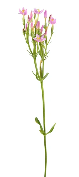 Обыкновенная кентаврия (Centaurium erythraea) выделена на белом фоне. Лекарственное растение с маленькими розовыми цветами — стоковое фото