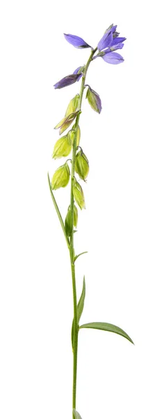 Laticaria isolata su sfondo bianco. Pianta medicinale con piccoli fiori blu — Foto Stock