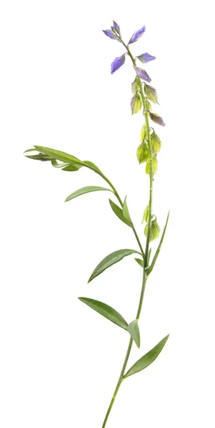 Hipérico aislado sobre fondo blanco. Planta medicinal con pequeñas flores azules — Foto de Stock