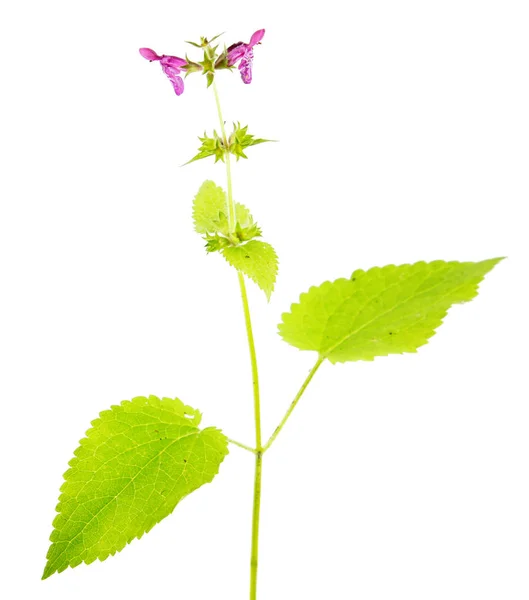 Hedge woundwort (Stachys sylvatica) isolato su fondo bianco. Pianta medicinale con piccoli fiori viola — Foto Stock