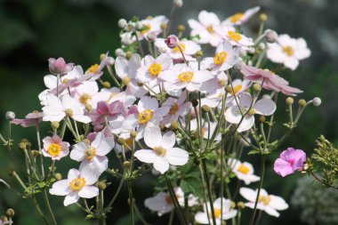 Japon anemon çiçeği (Anemone boş) flowerbed üzerinde pembe çiçekler