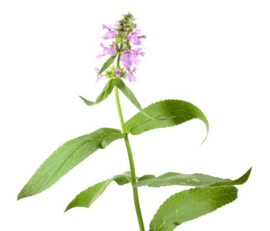 Beyaz arka plan üzerinde izole Marsh hedgenettle veya marsh woundwort (Stachys palustris). Tıbbi bitki