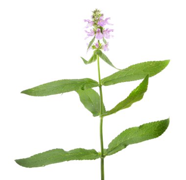 Beyaz arka plan üzerinde izole Marsh hedgenettle veya marsh woundwort (Stachys palustris). Tıbbi bitki