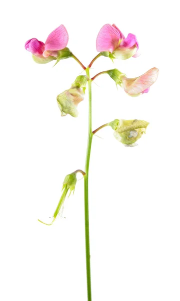 Fiori rosa di pisello perenne (Lathyrus latifolius) isolati su fondo bianco. Pianta medicinale — Foto Stock