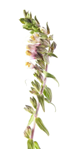 赤 Bartsia (Odontites 尋常性) 白い背景に分離されました。薬用植物 — ストック写真