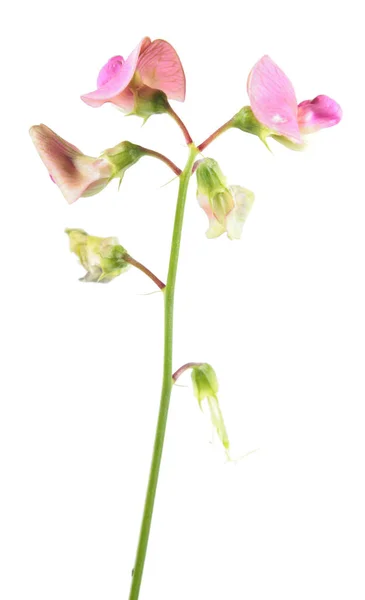 Flores cor-de-rosa de ervilha perene (Lathyrus latifolius) isoladas sobre fundo branco. Planta medicinal — Fotografia de Stock