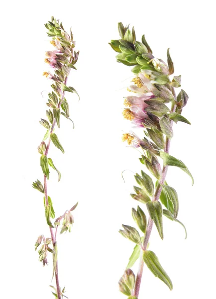 Red Bartsia (Odontites vulgaris) isolated on white background. Medicinal plant — Stock Photo, Image