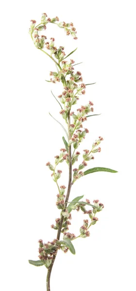 Flores de lombriz o ajenjo común (Artemisia vulgaris) aisladas sobre fondo blanco. Planta medicinal —  Fotos de Stock