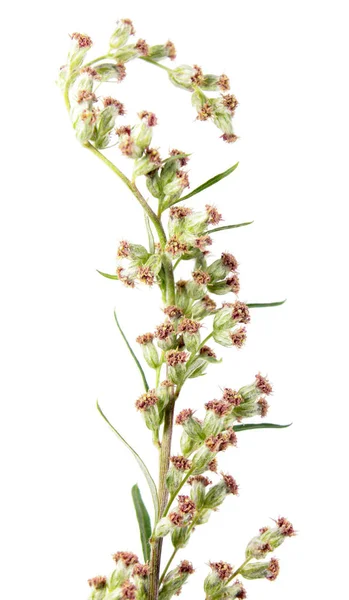 Flores de lombriz o ajenjo común (Artemisia vulgaris) aisladas sobre fondo blanco. Planta medicinal — Foto de Stock