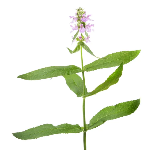Ortica paludosa o palude (Stachys palustris) isolata su fondo bianco. Pianta medicinale — Foto Stock