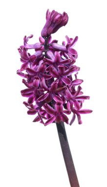 Beyaz arka plan üzerinde izole leylak sümbül çiçek