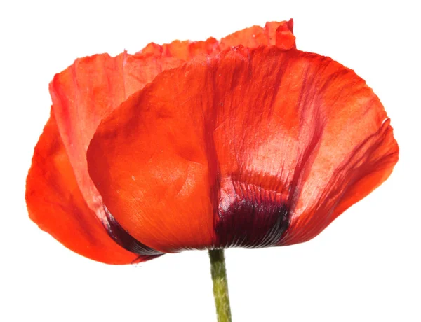 Big red poppy flower isolated on white background — Stock Photo, Image