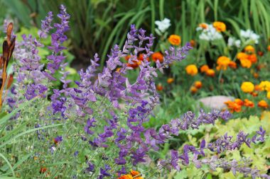 Yeşil flowerbed üzerinde mavi ada çayı Horminum