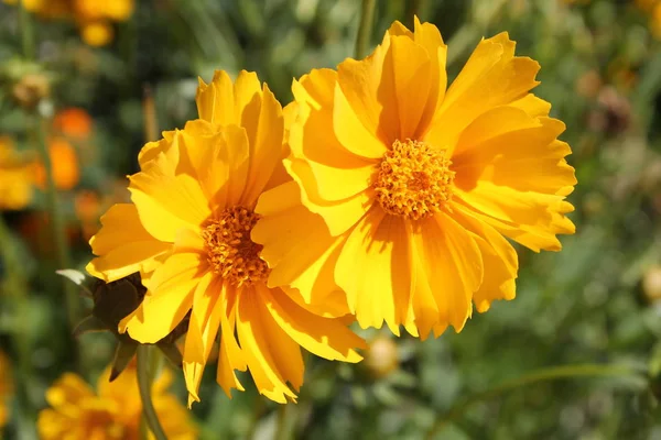 Żółte kwiaty o liściach lance coreopsis (Coreopsis lanceolata) w ogrodzie — Zdjęcie stockowe