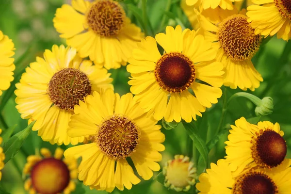 Yellow flowers of common sneezeweed (Helenium autumnale) in garden — Stock Photo, Image