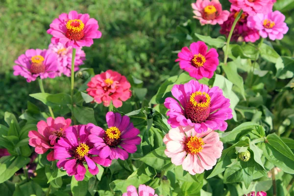 Blomsterrabatt med rosa eleganta zinnia blommor — Stockfoto