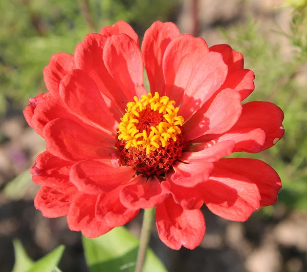 Röda eleganta zinnia blomma — Stockfoto