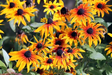 Coneflower (Rudbeckia hirta) bahçesinde parlak turuncu çiçekler