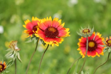 Ortak gaillardia veya blanketflower (Gaillardia aristata) flowerbed üzerinde