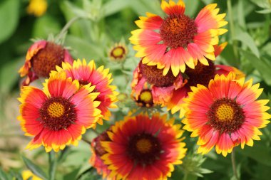 Ortak gaillardia veya blanketflower (Gaillardia aristata) flowerbed üzerinde