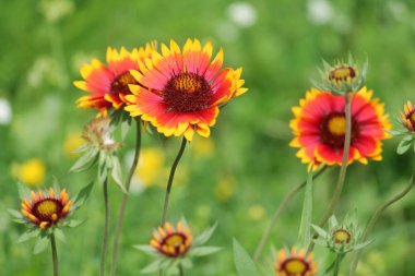 Ortak gaillardia veya blanketflower (Gaillardia aristata) flowerbed üzerinde