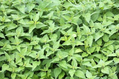 Isırgan (Urtica dioica) genç bitkilerin. Yeşil çiçek arka plan