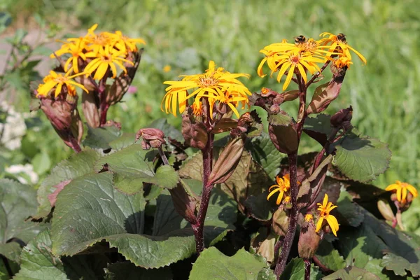 Flores amarillas de ragwort de verano o leopardplant (Ligularia dentata) en jardín — Foto de Stock