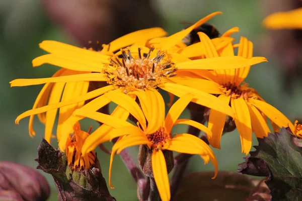 Gele bloemen van zomer ragwort of leopardplant (Ligularia dentata) in tuin — Stockfoto