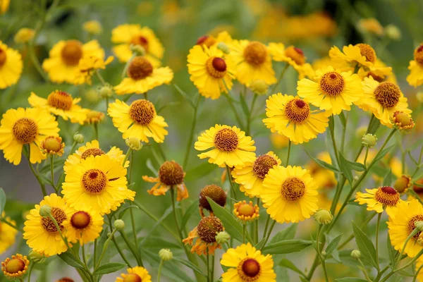 정원에서 일반적인 sneezeweed (Helenium autumnale)의 노란 꽃 — 스톡 사진