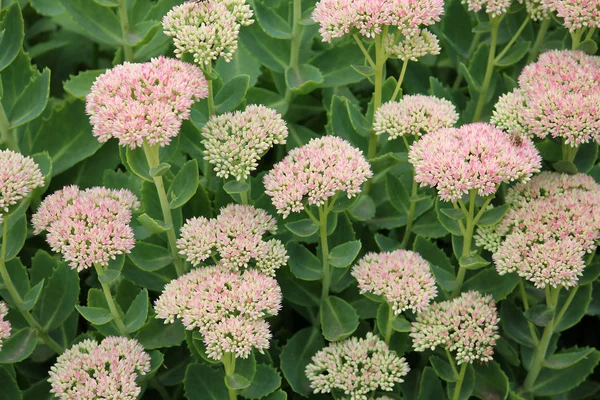 Девственные каменистые цветки (Sedum spectabile или Hylotelephium spectabile) на клумбе — стоковое фото