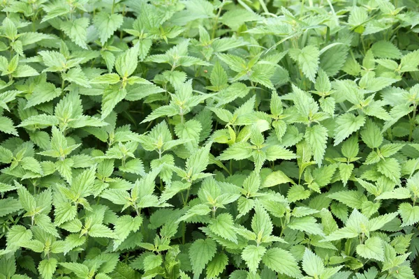 Isırgan (Urtica dioica) genç bitkilerin. Yeşil çiçek arka plan