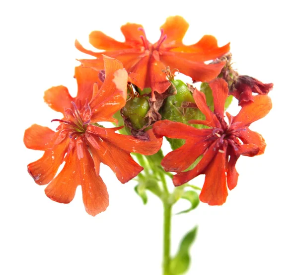 흰색 배경에 고립 된 몰타 십자 공장 (Lychnis chalcedonica)의 붉은 꽃 — 스톡 사진