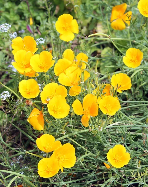 Παπαρούνας (Eschscholzia californica) κίτρινο λουλούδια στο παρτέρι — Φωτογραφία Αρχείου