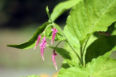 Bistort veya knotweed (Polygonum orientale) bahçesinde pembe çiçekler