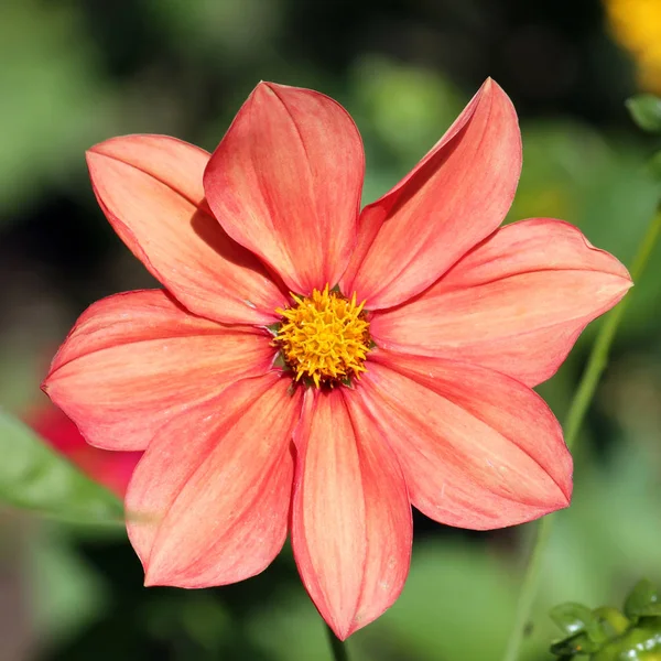 単一の花が咲くダリアのオレンジ色の花。庭の花 — ストック写真