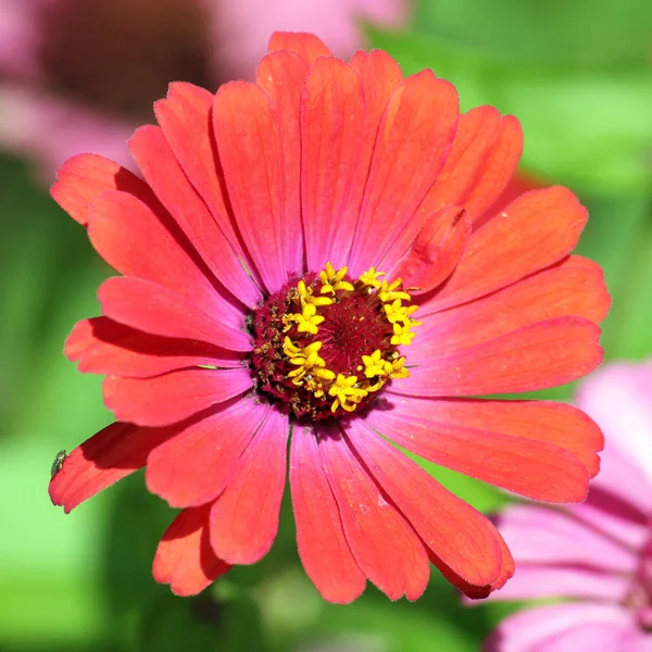 Κόκκινο Ζίννια κομψό λουλούδι — Φωτογραφία Αρχείου