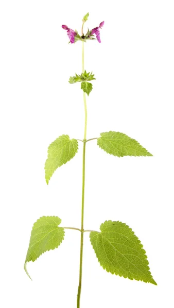 Heckenwickelkraut (stachys sylvatica) isoliert auf weißem Hintergrund. Heilpflanze mit kleinen lila Blüten — Stockfoto
