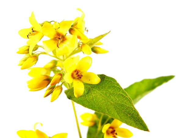 Желтый сад Loosestrife (Lysimachia vulgaris) изолирован на белом фоне — стоковое фото